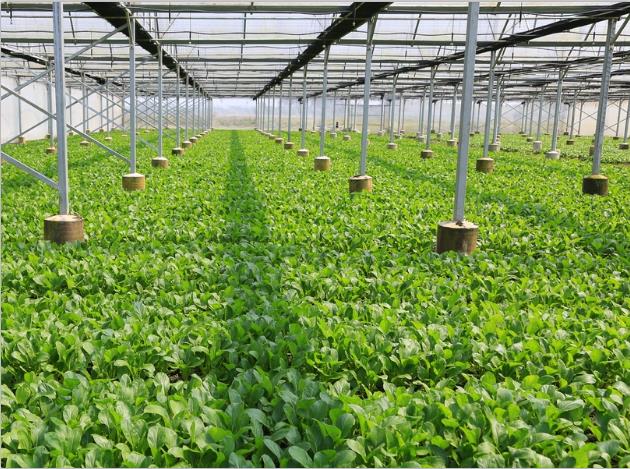 蜜桃在线看片-蜜桃视频APP下载网址种植基地