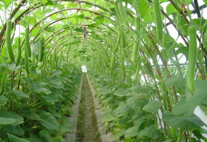 蜜桃在线看片-蜜桃视频APP下载网址种植基地